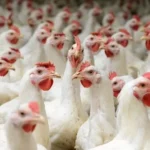 peluang usaha ternak ayam