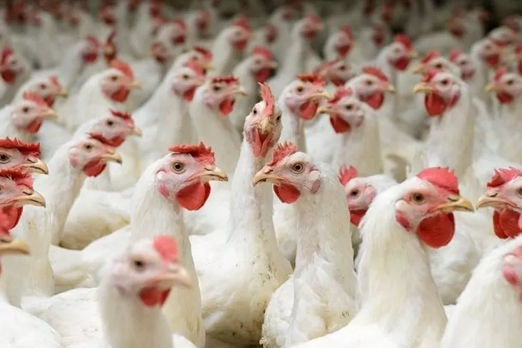 peluang usaha ternak ayam